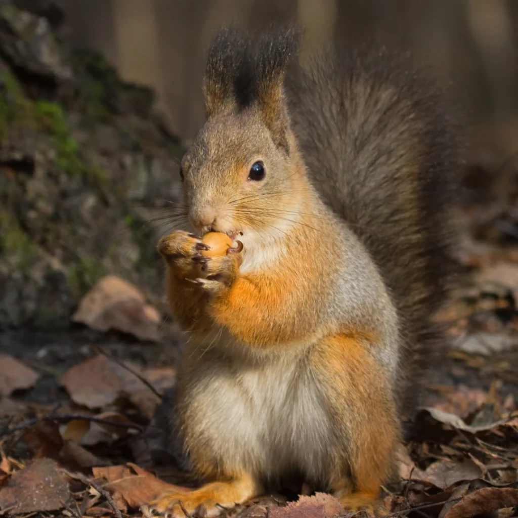 Un écureuil mange un gland tombé d'un chêne