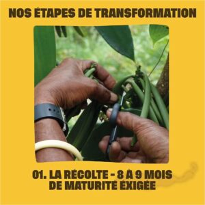 Les étapes de transformation de la vanille