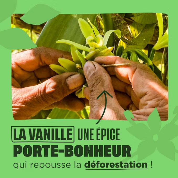 La vanille porte-bonheur