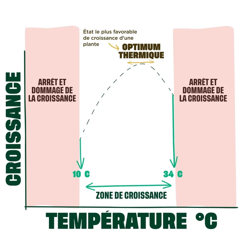 Schéma de la croissance en fonction de la température
