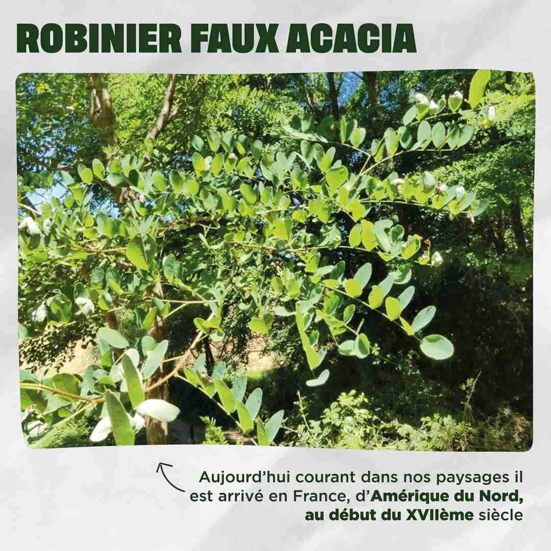 Photo d'un faux acacia