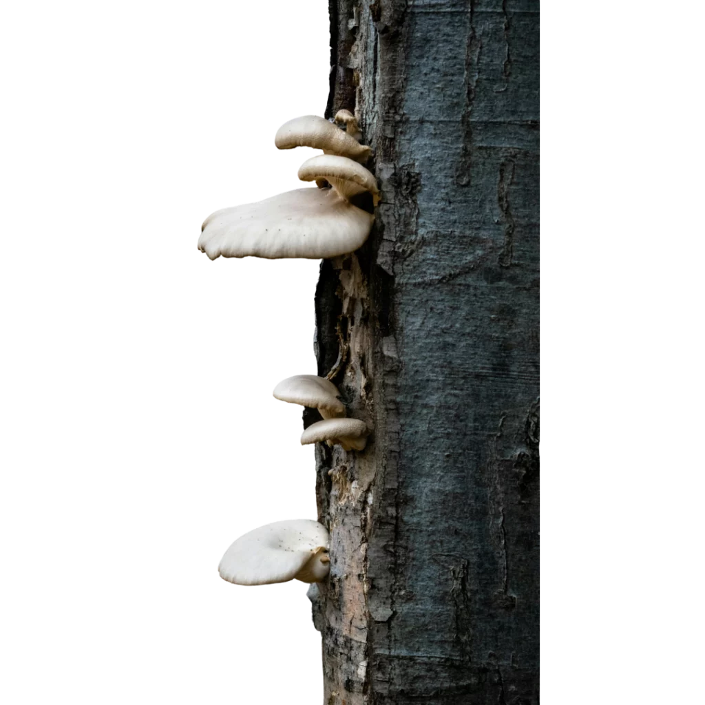 champignons sur un troc d'arbre