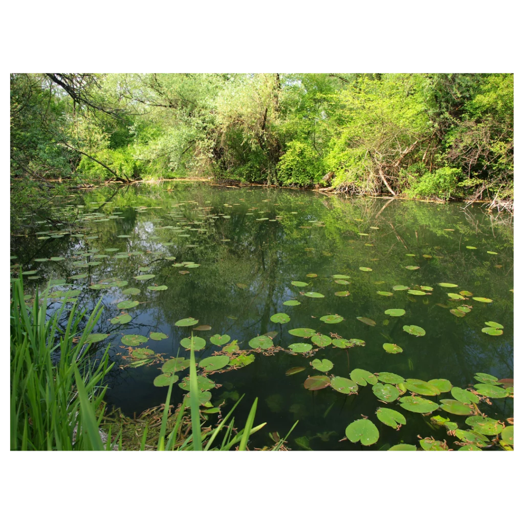 Photo d'une mare