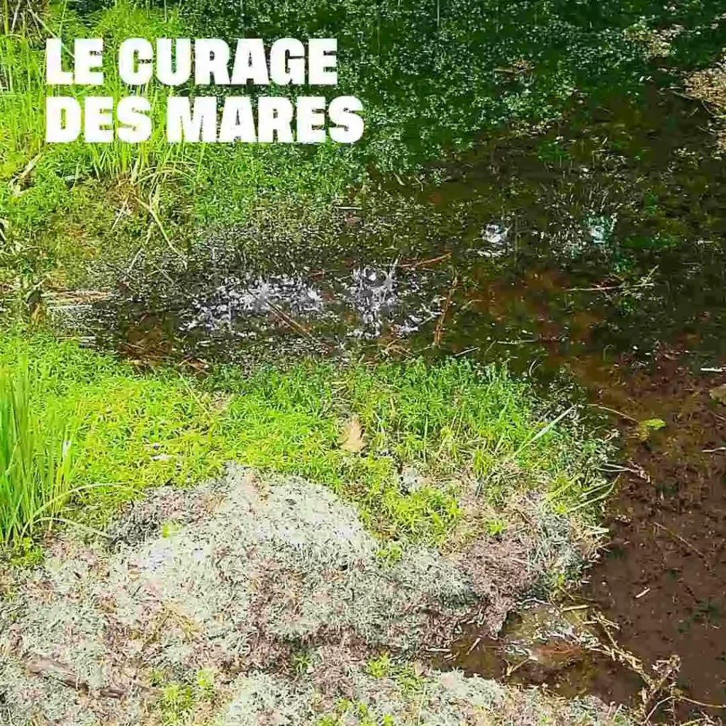 Aperçu du curage des mares