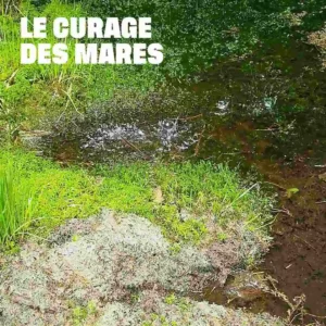 Aperçu du curage des mares