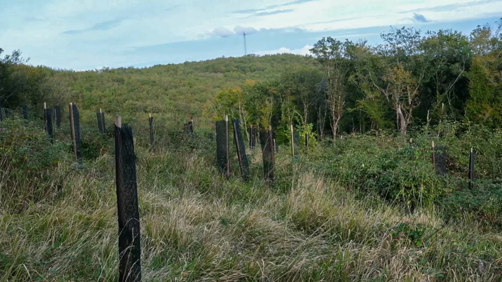 Octobre 2024 - RNA - Forêt famille Pauchet