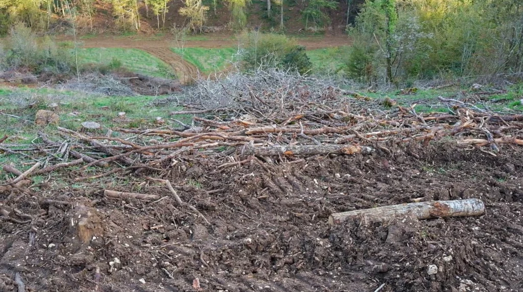Forêt rasée devant nos yeux