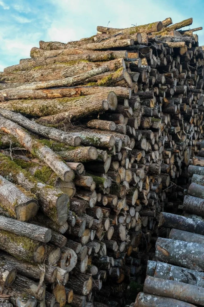 Tas de bois à récolter