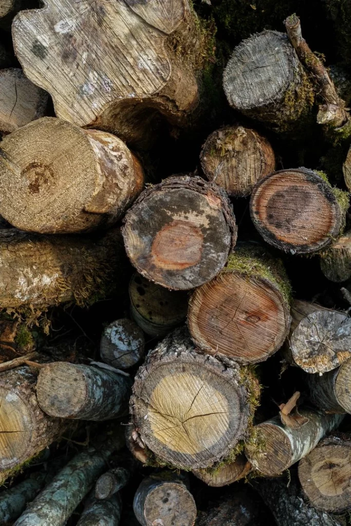 Cormier jeune au milieu de la pile