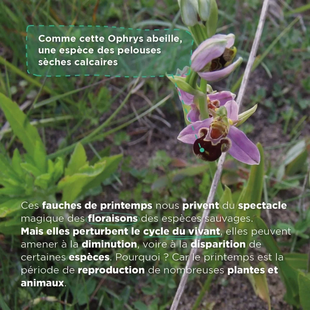 Photo d'une Ophrys abeille