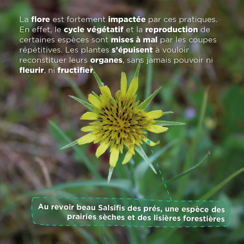 Photo d'un Salsifis des prés