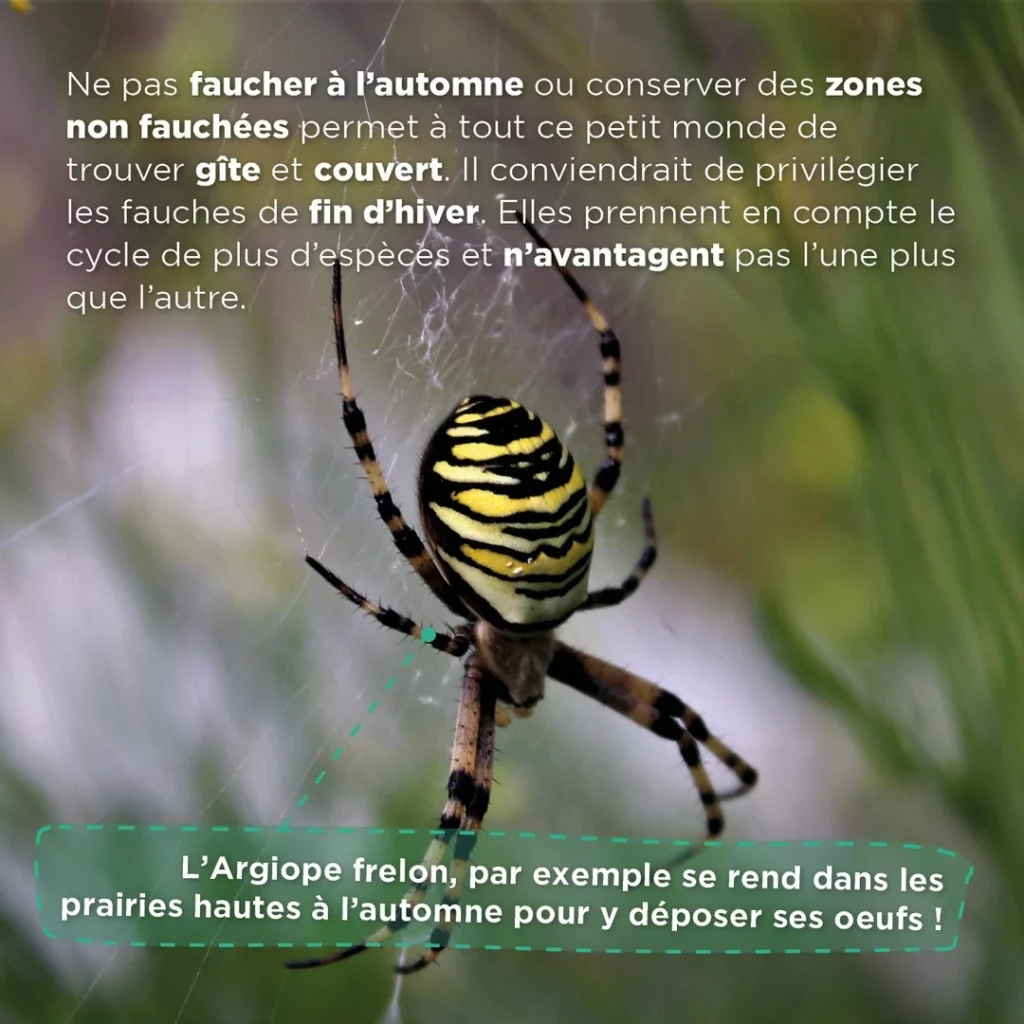 Photo d'un Agiope frelon