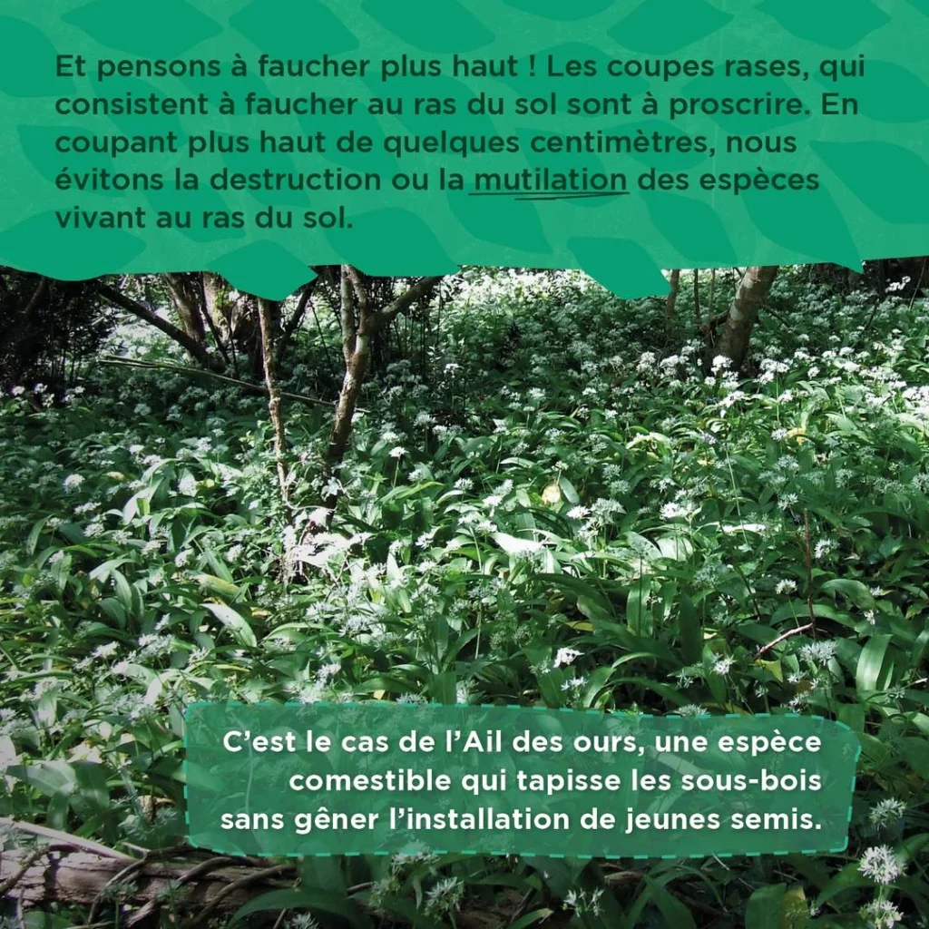 Photo d'ail des ours, espèce comestible