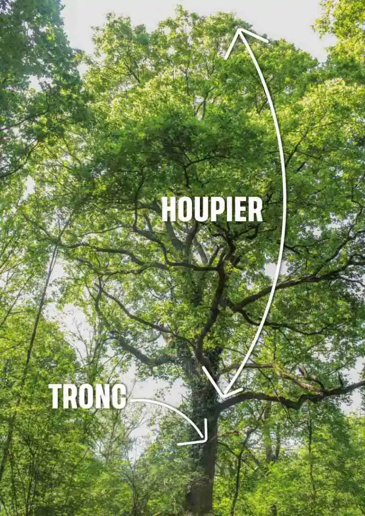 Schéma du houpier et du tronc