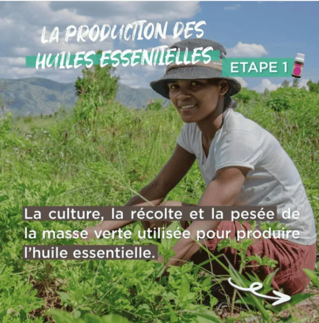 La culture, la pesée et la récolte de masse verte utilisée pour produire les huiles essentielles