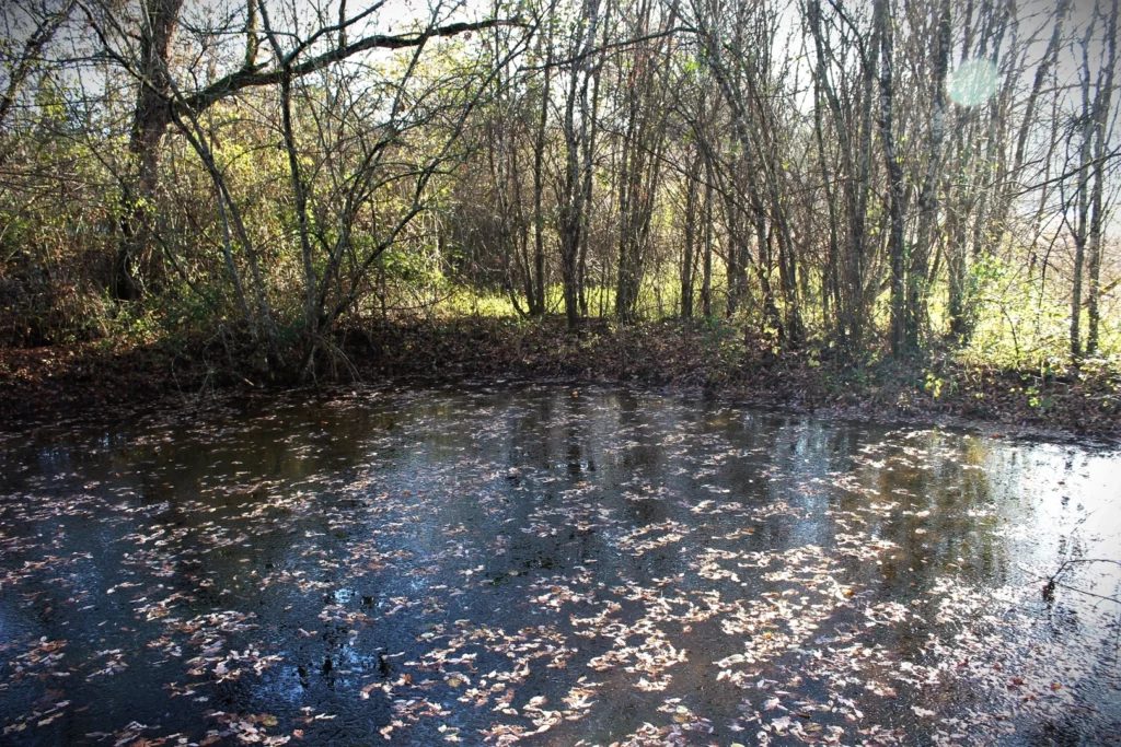 Une mare dans le Lot