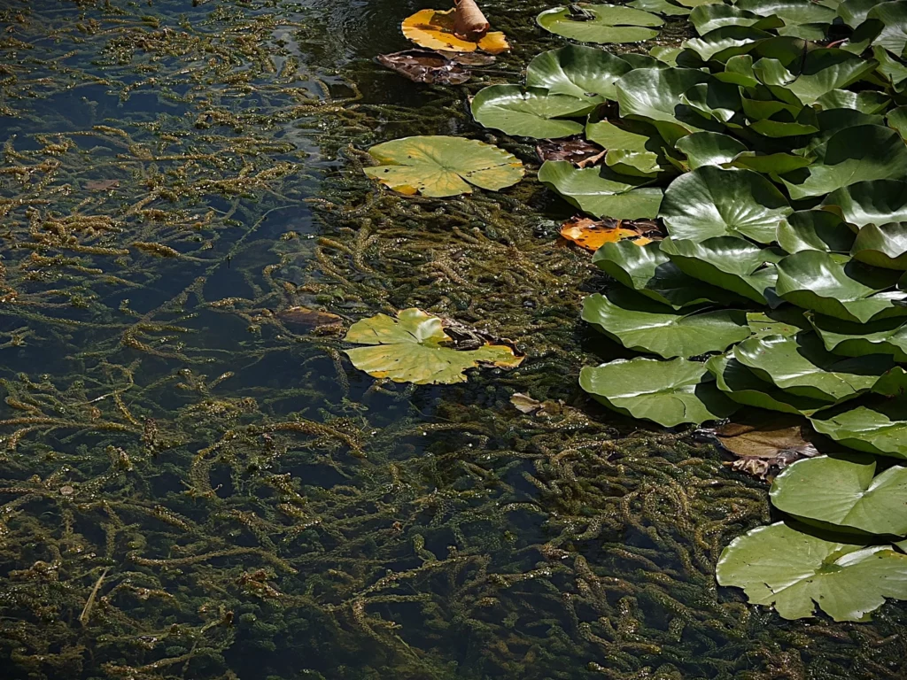 Mare avec nénuphar dans le Lot
