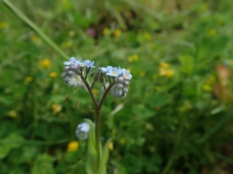 Myosotis arvensis espèce annuelle