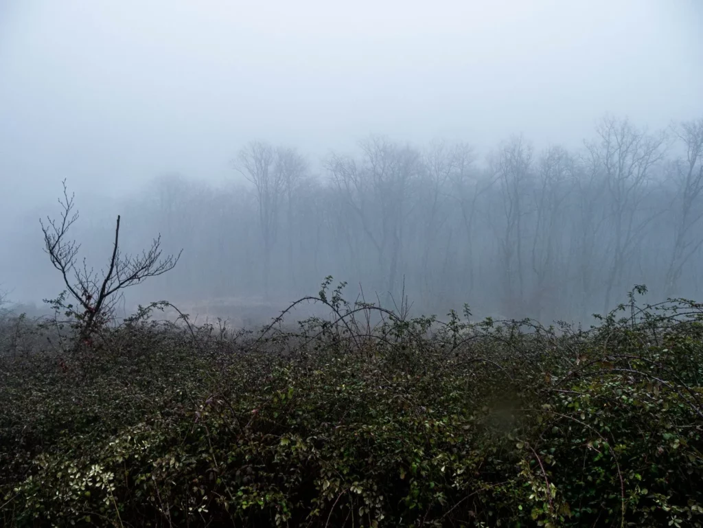 Février 2024 - Coupe rase et ronces - Forêt famille Pauchet