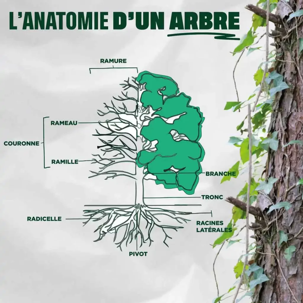 Schéma de l'anatomie d'un arbre