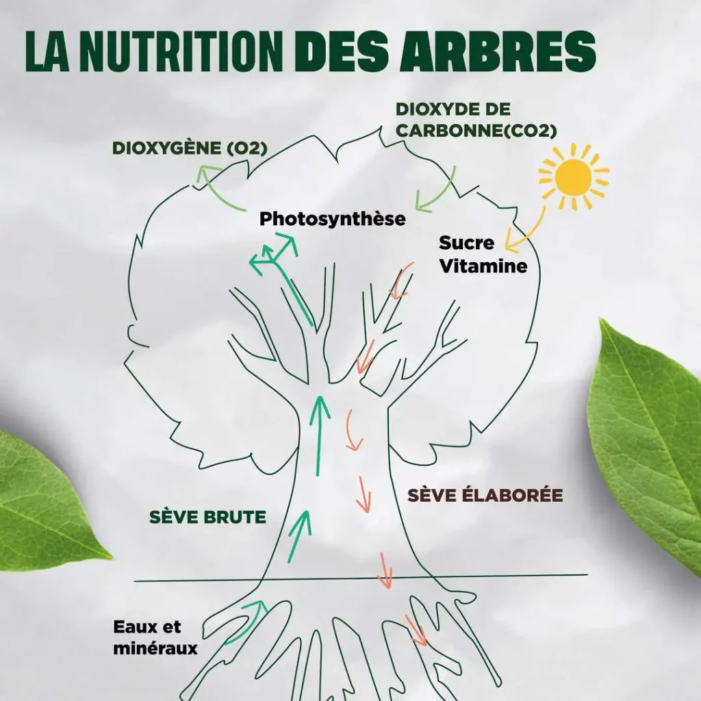 Schéma de la nutrition des arbres