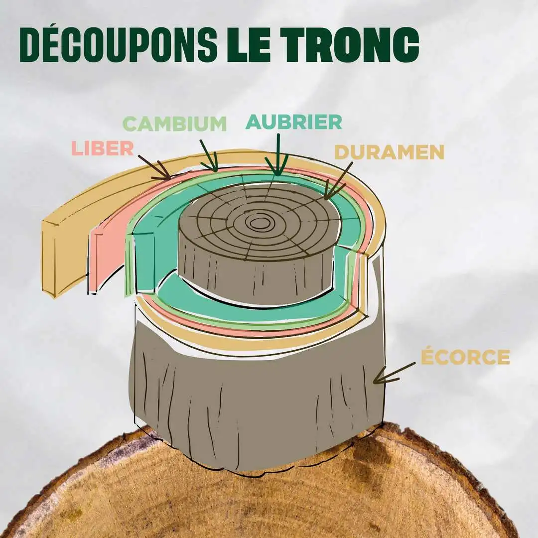 Schéma de l'intérieur du tronc