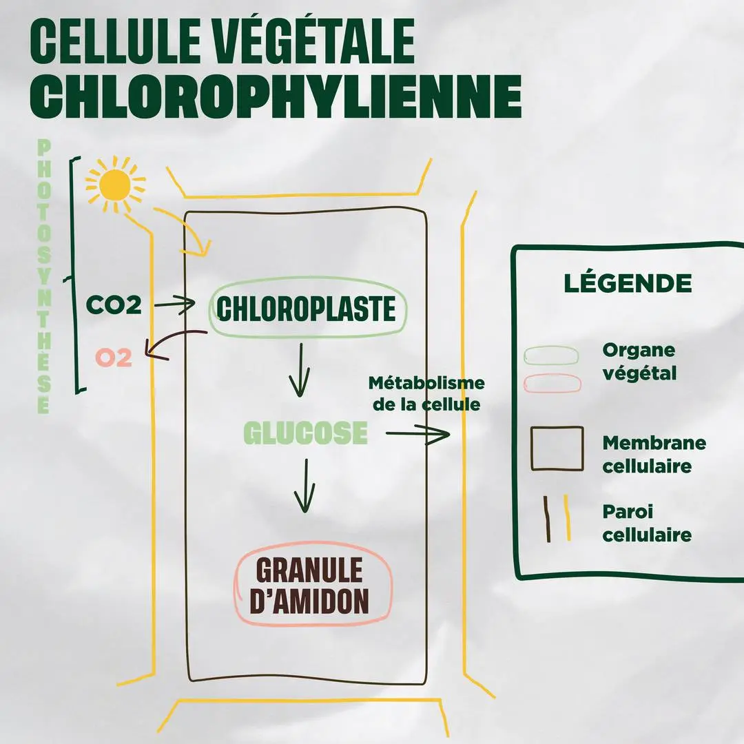 Schéma de la cellule végétale chlorophyllienne