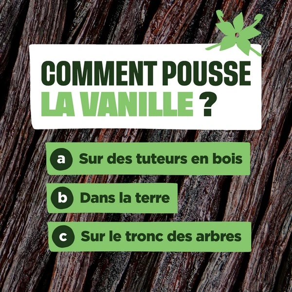 Comment pousse la vanille ?