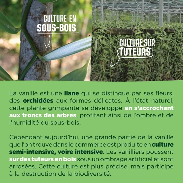 La culture de vanille en sous bois VS sur tuteur