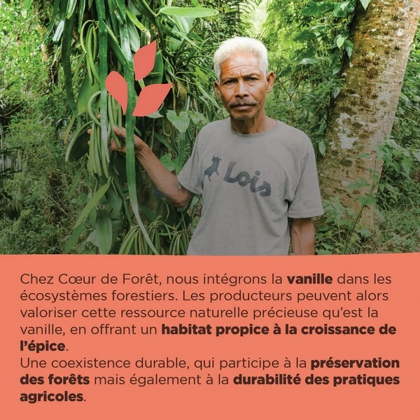Un producteur de vanille en forêt