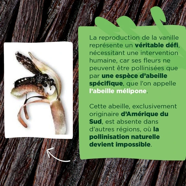 Schéma de la pollinisation de la vanille par une abeille
