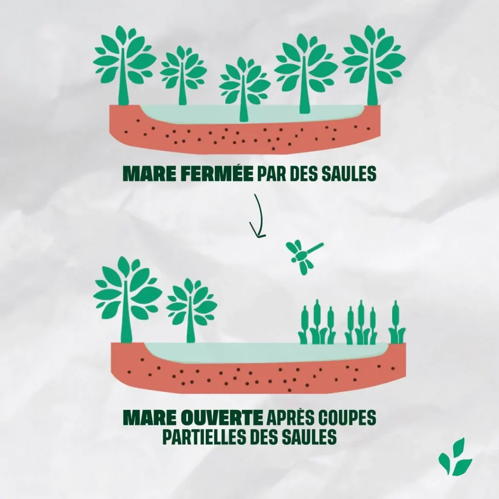 Schéma d'une mare fermée et ouverte