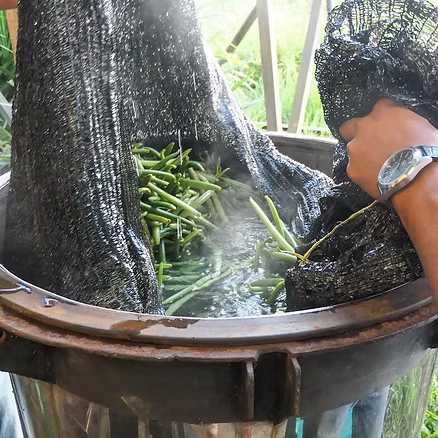 La cuisson de la vanille