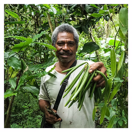 Producteur de vanille en forêt