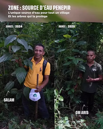 Plantation de Salam en Indonésie