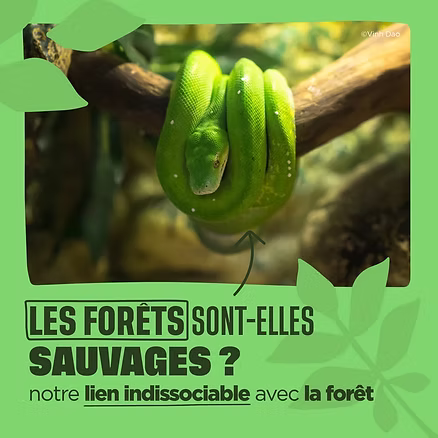 Serpent en forêt