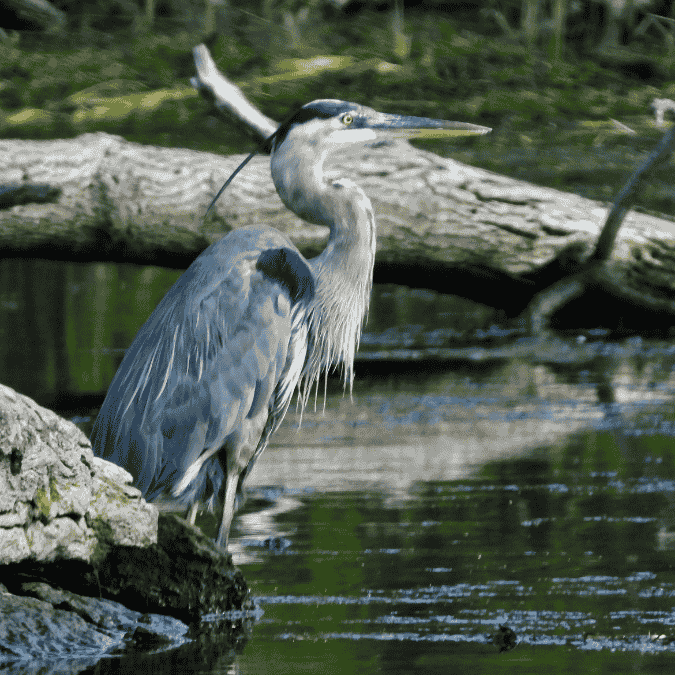 Un héron dans une zone humide