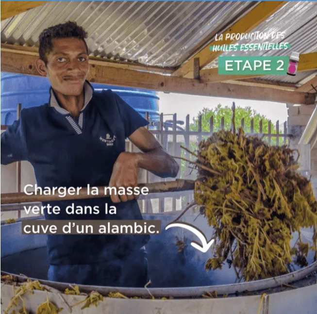 Charger la masse verte dans la cuve d'un alambic