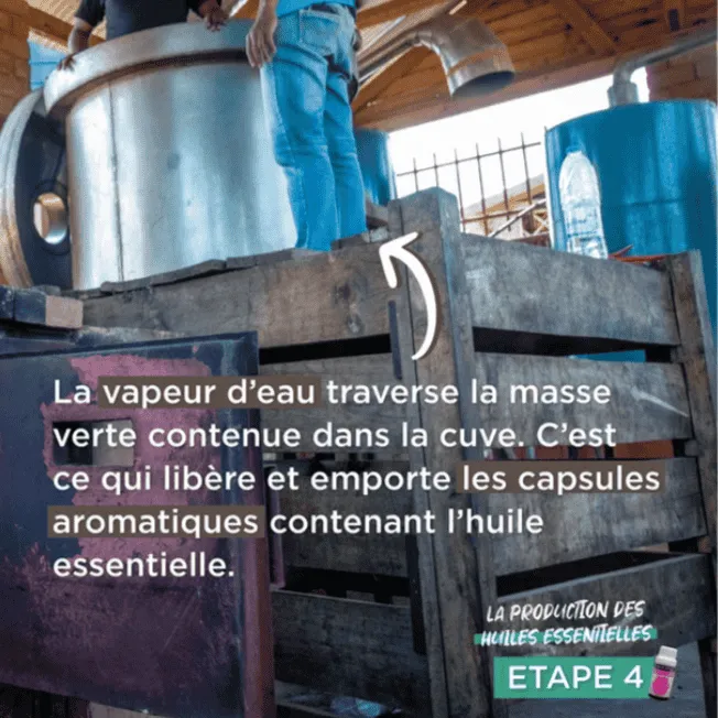 La vapeur d'eau traverse la masse verte