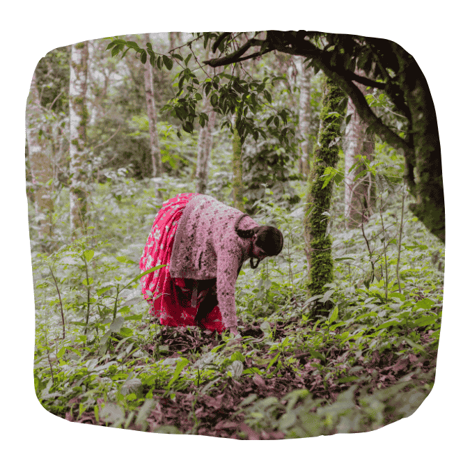 Femme autochtone bolivienne dans la forêt