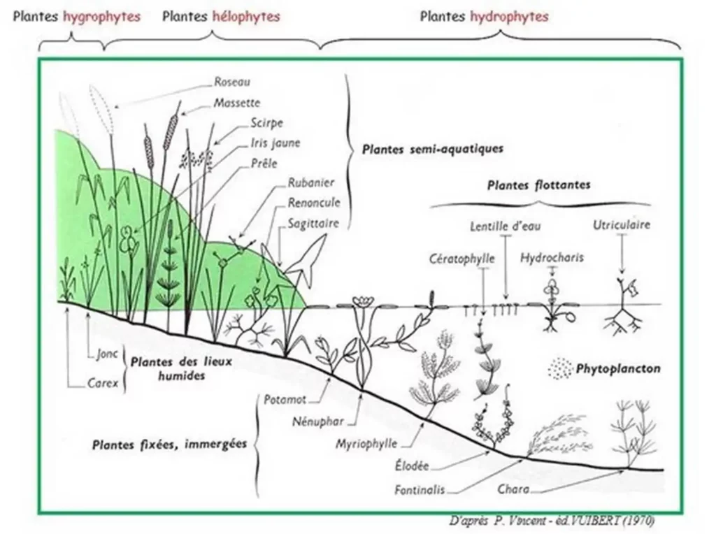 Schéma de différents types d'espèces dans une mare