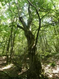 Photo d'un arbre en forêt