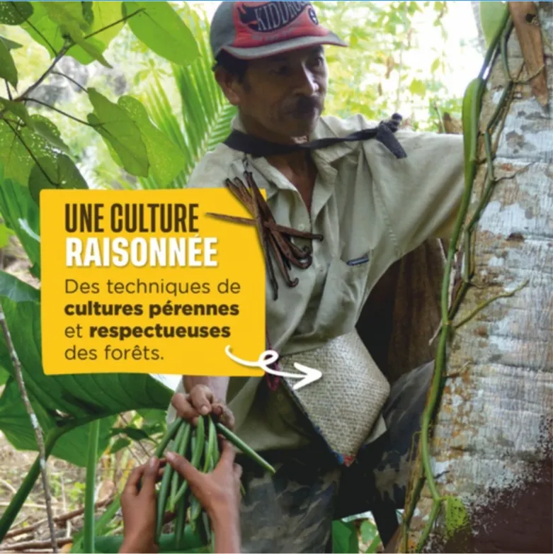 La culture raisonnée de vanille par Cœur de Forêt