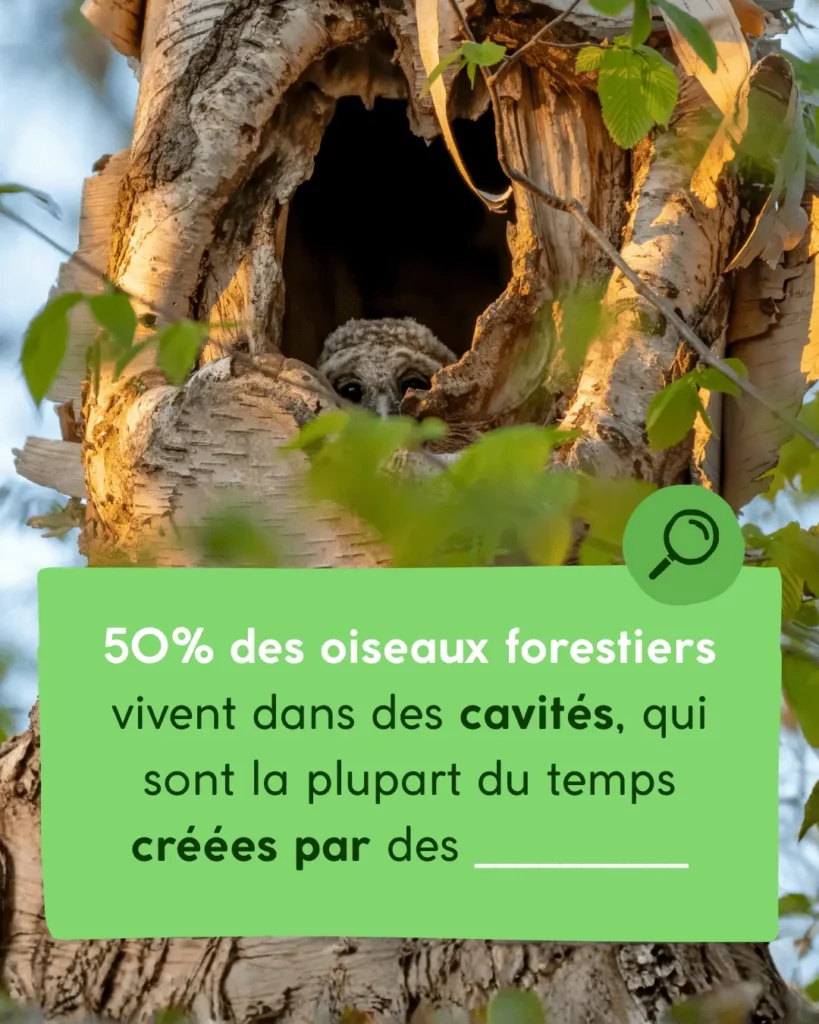 50% des oiseaux forestiers vivent dans des cavités, qui sont la plupart du temps créées par des pics