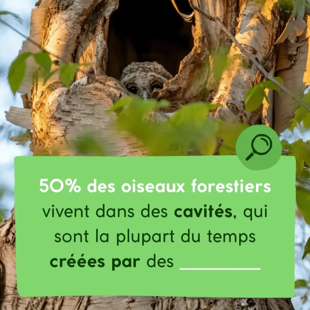 50% des oiseaux forestiers vivent dans des cavités, signe d'une forêt en bonne santé