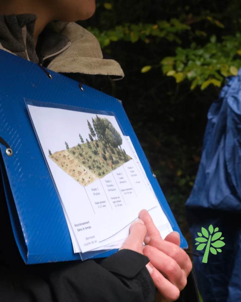 Feuille des différents état de la forêt