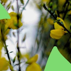 Photo de Genêt en forêt