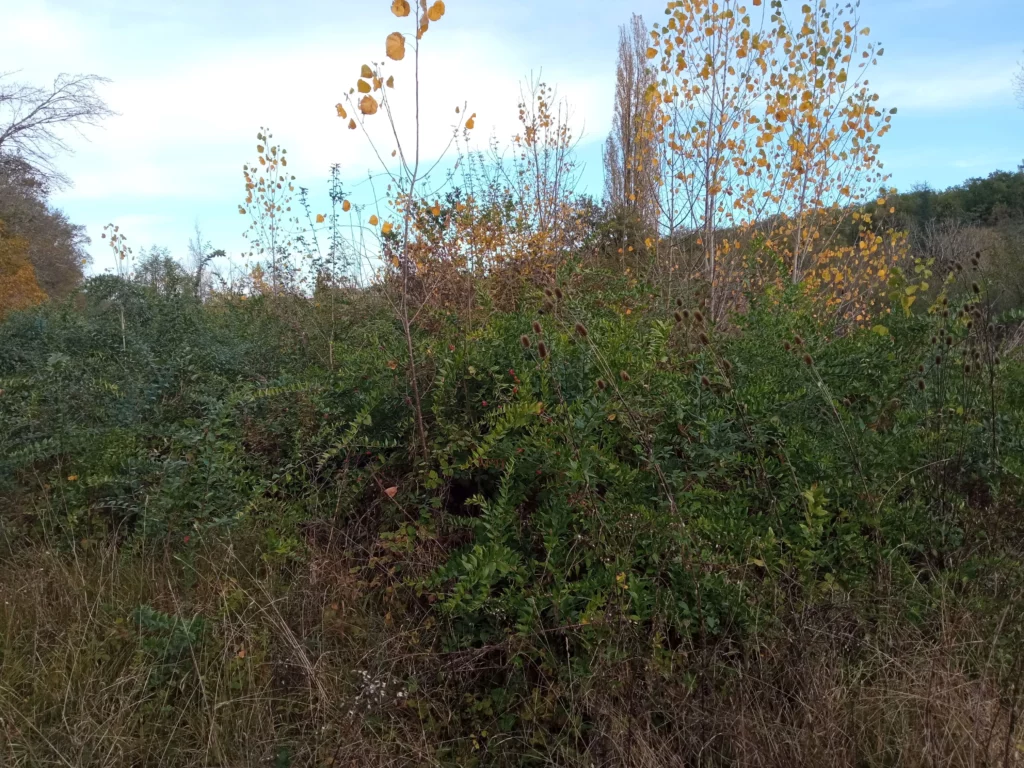 plante à tendance envahissante, la Corroyère