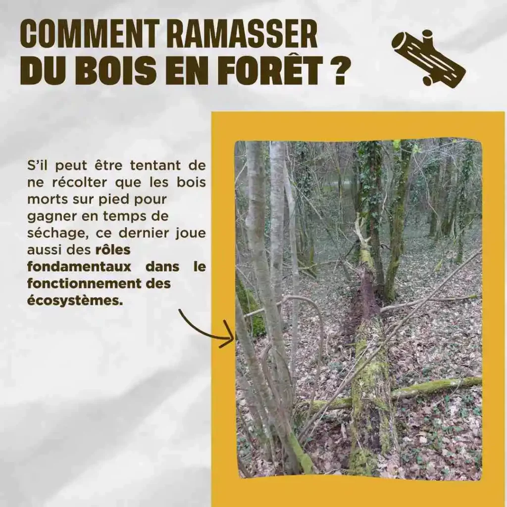 Photo de bois mort en foret