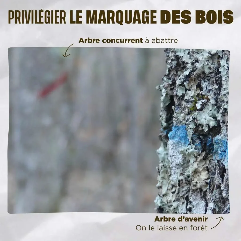 Arbre d'avenir marqué en bleu, arbre concurrent marqué en rouge